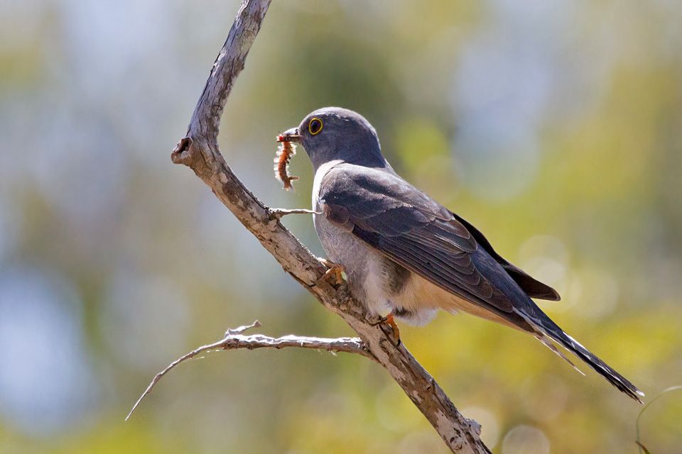 Fan-tailed Cuckoo (Cacomantis flabelliformis)